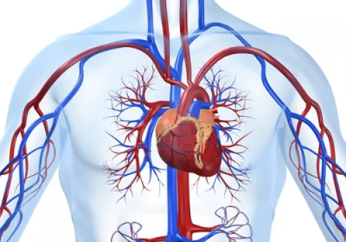 Sistema Cardiovascular: Como funciona? 4 14d9470ffdbc310d0c4021c39e978616