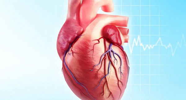 Sistema Cardiovascular