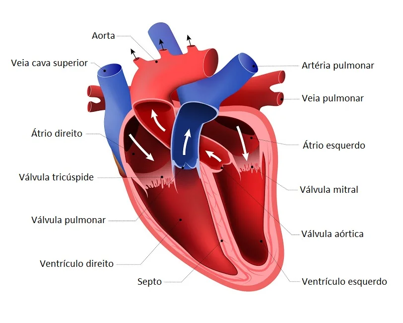 Sistema Cardiovascular: Como funciona? 3 coracao