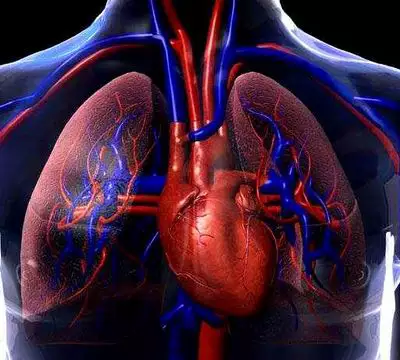 Sistema Cardiovascular: Como funciona? 2 sistema cardiovascular coracao